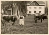 Almabtrieb vom Sarstein - Sarsteinalm Bad Goisern